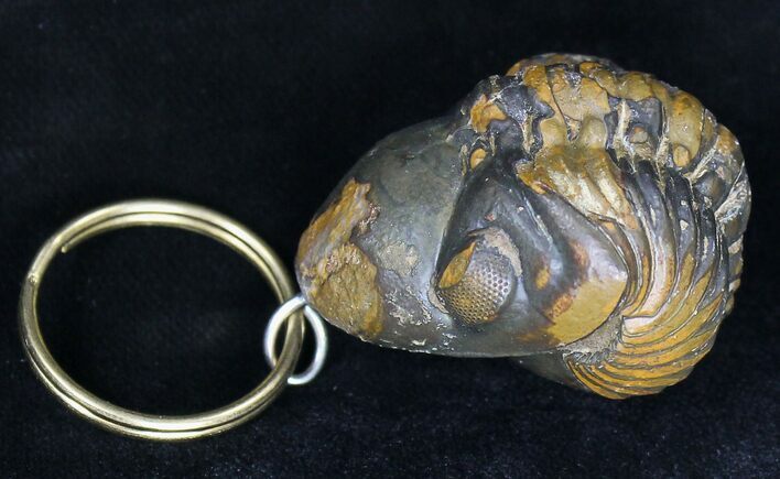 Real Enrolled Reedops Trilobite Keychain #18674